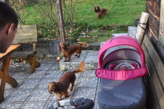 Hania, g�ry i jamniki